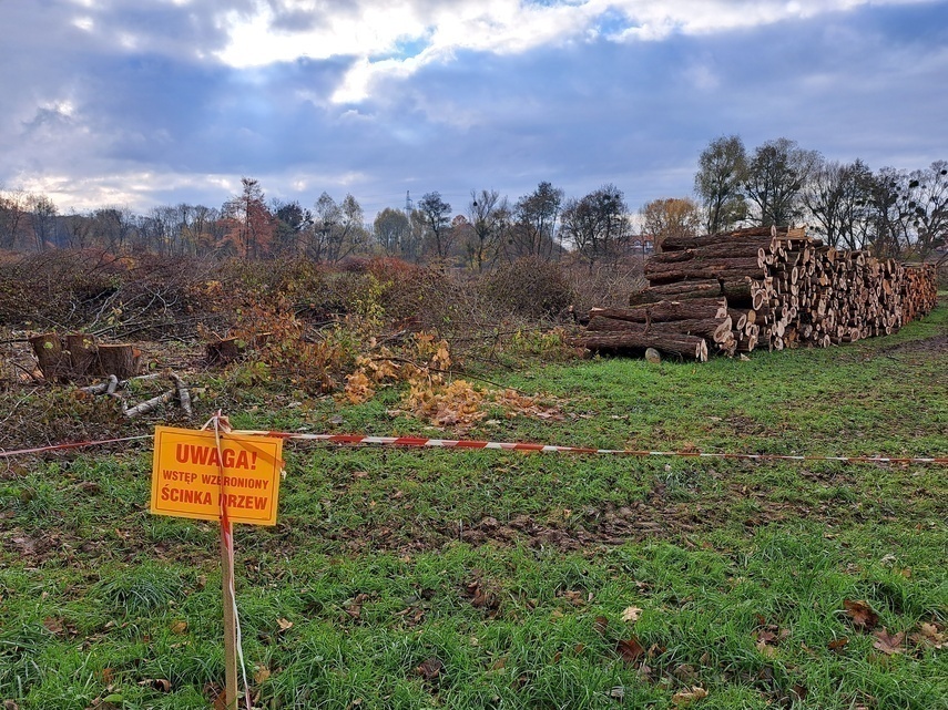 Elbląg, Pod budowę energetycznej linii kablowej wycięto drzewa i krzewy Elbląg, Pod budowę energetycznej linii kablowej wycięto drzewa i krzewy