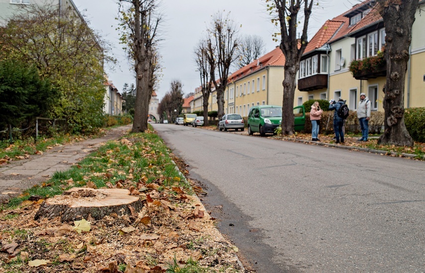 Elbląg, Pozostałości drzew wyciętych przy Pionierskiej. Elbląg, Pozostałości drzew wyciętych przy Pionierskiej.