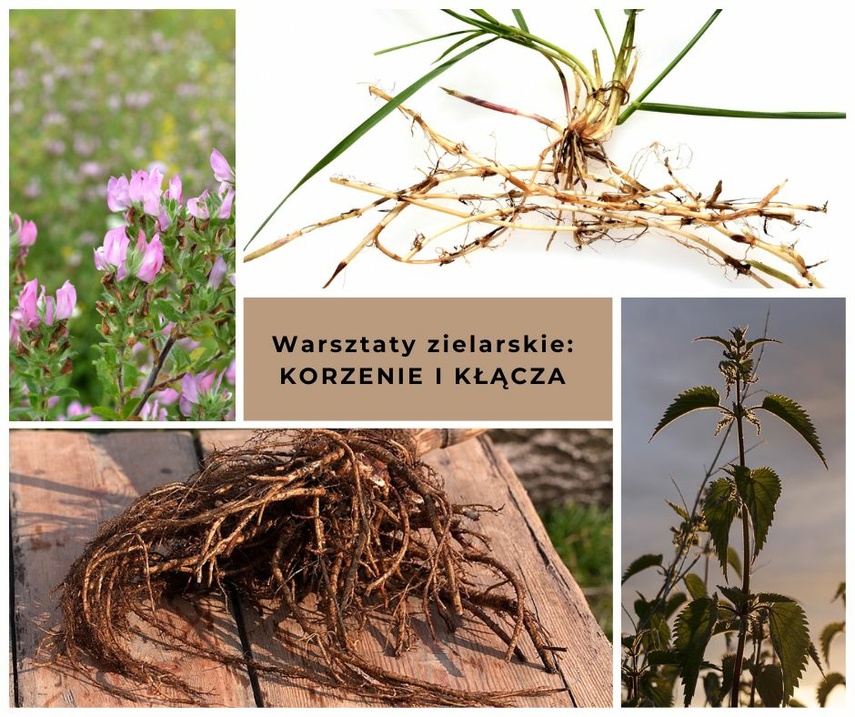 Elbląg, O korzeniach i kłączach w Klubie Aktywnego Seniora