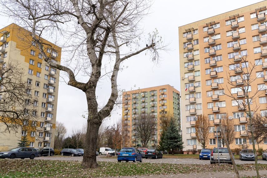 Elbląg, Sielanka w sprawie prusaków (Śladem publikacji) Elbląg, Sielanka w sprawie prusaków (Śladem publikacji)