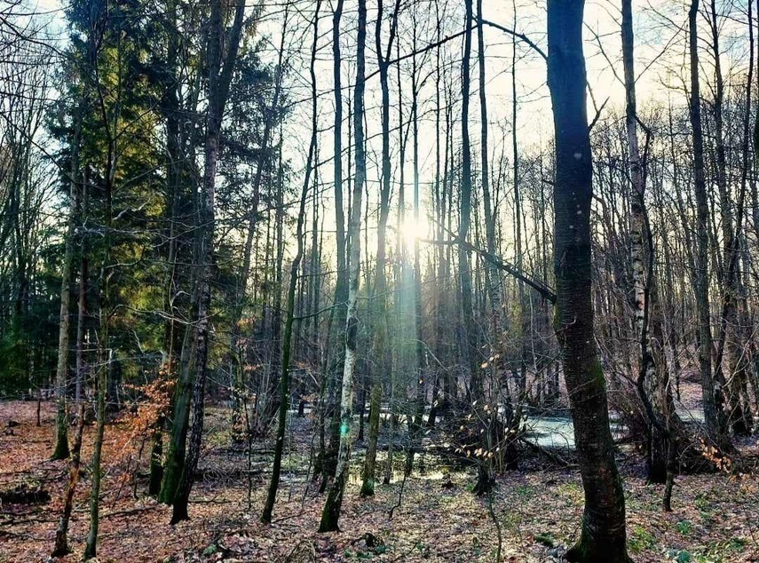 Elbląg, Lasy skupują lasy Elbląg, Lasy skupują lasy