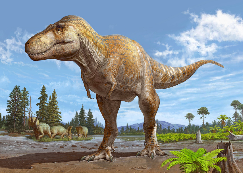 Elbląg, Tyranosaurus mcraeensis. Autor ilustracji: Sergey Krasowskiy Elbląg, Tyranosaurus mcraeensis. Autor ilustracji: Sergey Krasowskiy