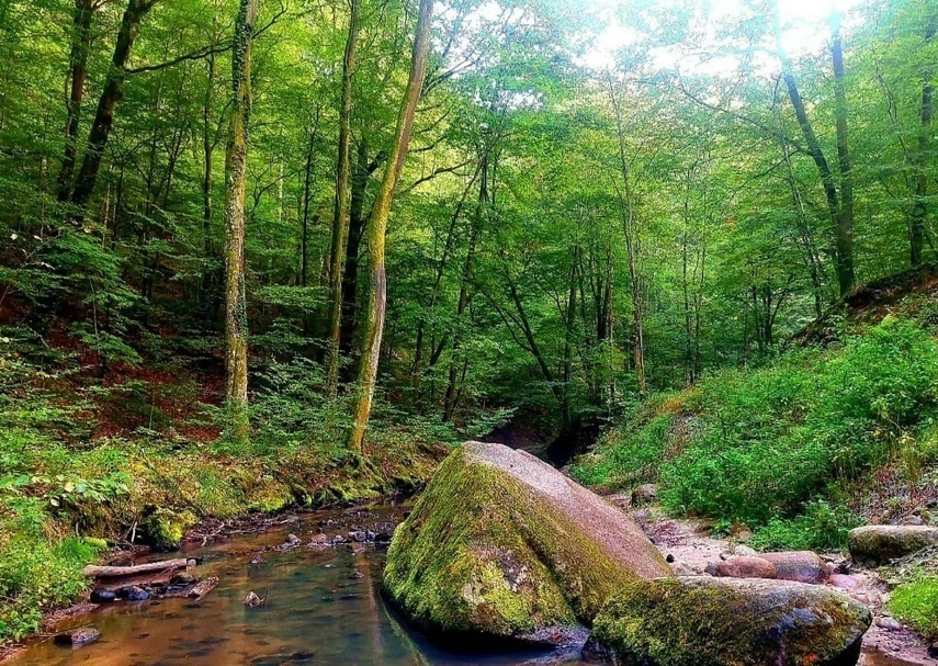 Elbląg, Bażantarnia, Elbląg, Bażantarnia,