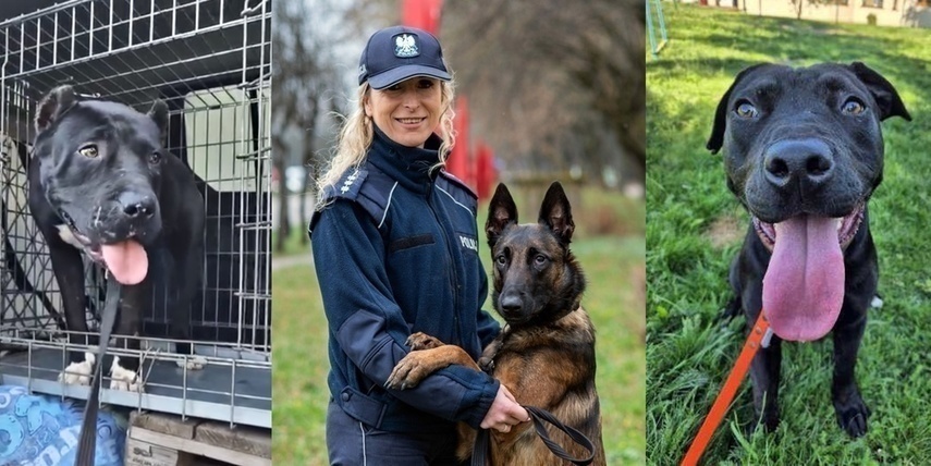 Elbląg, Po lewej i po prawej pieski szukające domów, fot. nadesłana, w środku Iga Sozoniuk ze swoim psem Delta Force One Elbląg, Po lewej i po prawej pieski szukające domów, fot. nadesłana, w środku Iga Sozoniuk ze swoim psem Delta Force One