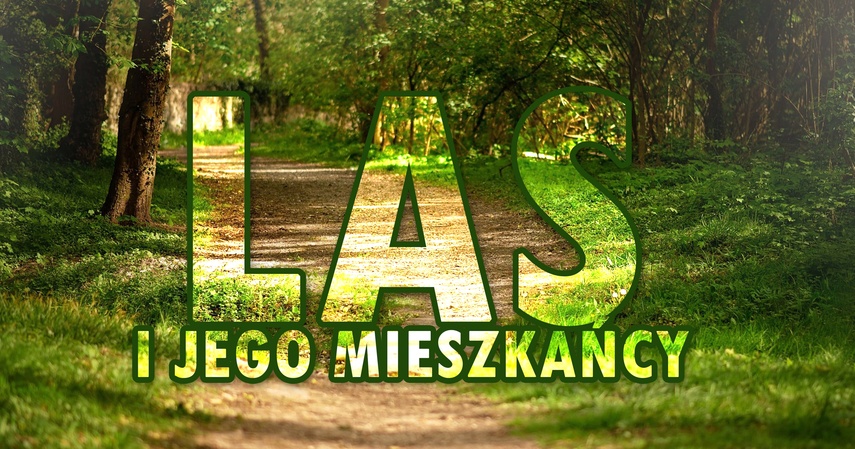 Elbląg, „Las i jego mieszkańcy”: warsztaty literacko-sensoryczne dla dzieci Elbląg, „Las i jego mieszkańcy”: warsztaty literacko-sensoryczne dla dzieci