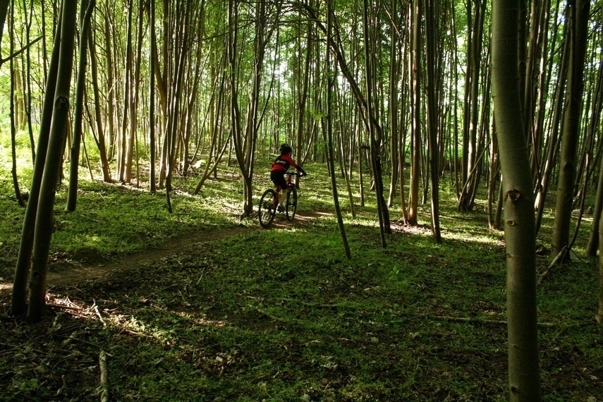 Elbląg, Pomysł na rowerowe szlaki w Bażantarni Elbląg, Pomysł na rowerowe szlaki w Bażantarni