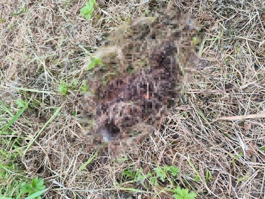Elbląg, Podczas koszenia trawy w parku Kajki zginęły jeże - alarmuje nasza Czytelnicza, Elbląg, Podczas koszenia trawy w parku Kajki zginęły jeże - alarmuje nasza Czytelnicza,