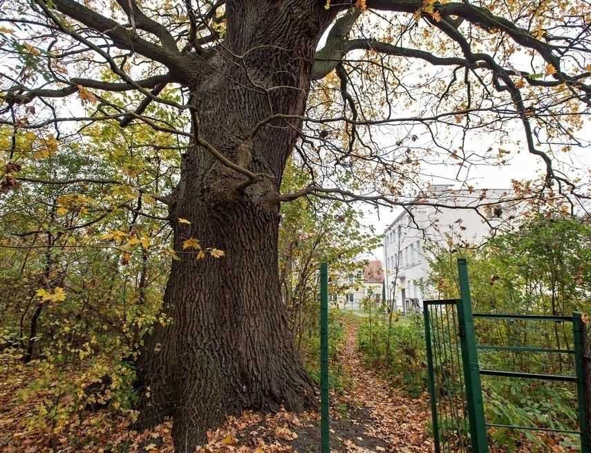 Elbląg, Dąb doczeka się pomnika Elbląg, Dąb doczeka się pomnika