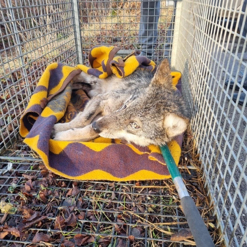 Elbląg, Złota wróciła na wolność Elbląg, Złota wróciła na wolność