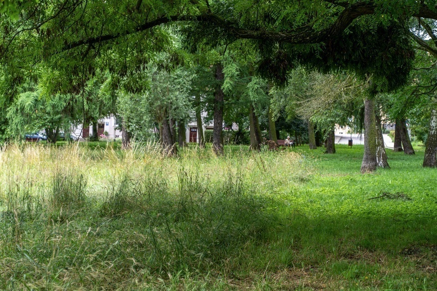 Elbląg, Rusza głosowanie w Zielonym Budżecie Elbląg, Rusza głosowanie w Zielonym Budżecie
