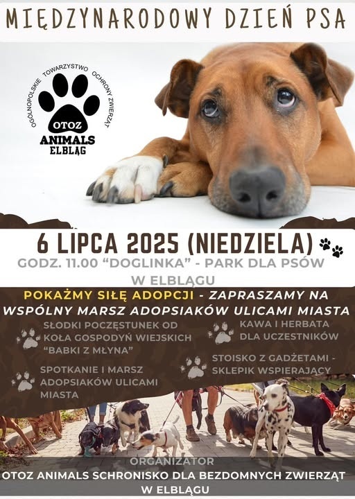 Elbląg, Międzynarodowy Dzień Psa w Doglince Elbląg, Międzynarodowy Dzień Psa w Doglince