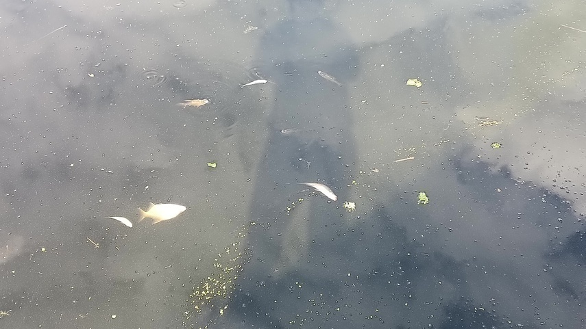 Martwe ryby w rzece Elbląg. Prezydent zwołał sztab kryzysowy [ Wiadomości ]