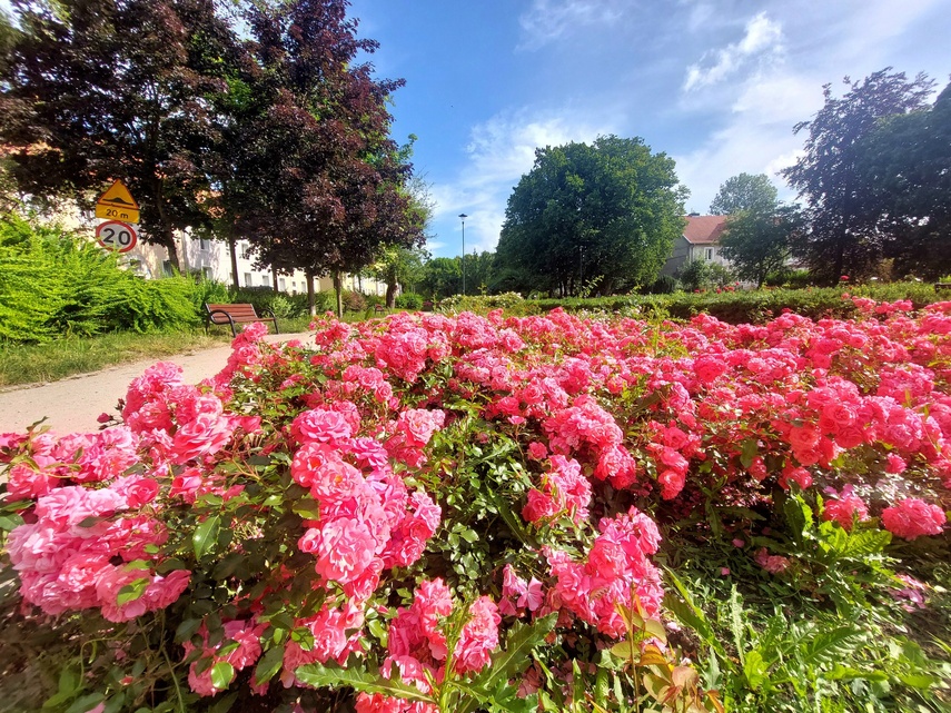 Elbląg, Piknik z książką