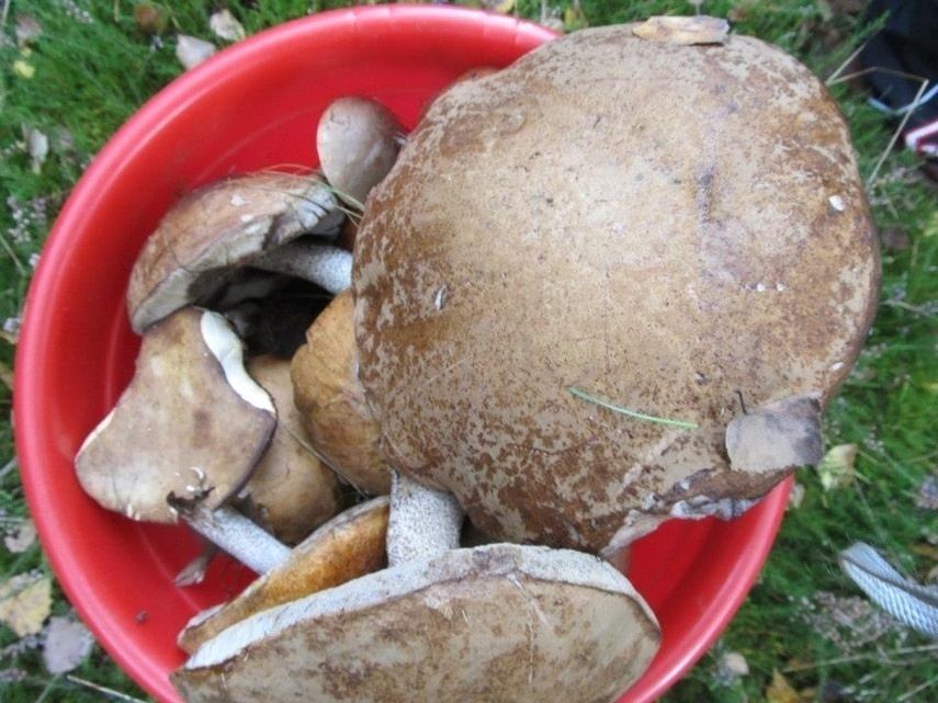 Elbląg, Grzyby zbieraj z głową (wracamy do tematu) Elbląg, Grzyby zbieraj z głową (wracamy do tematu)