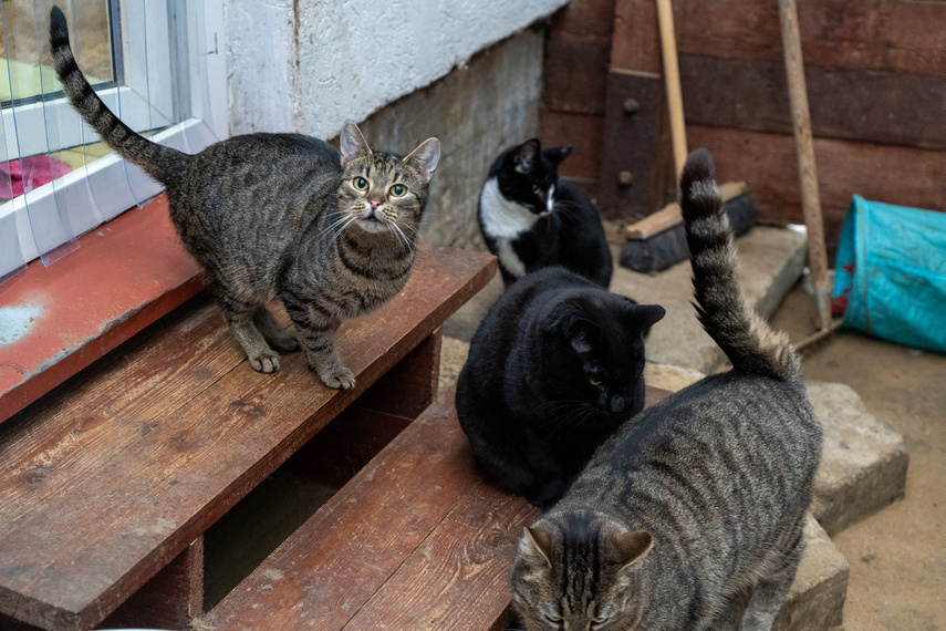 Elbląg,  Schronisko przepełnione! Potrzebna adopcja, domy tymczasowe i karma