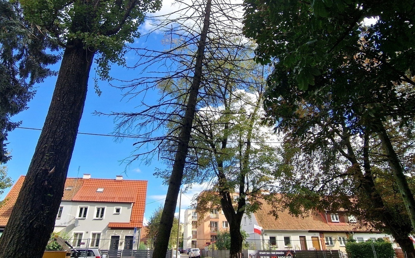 Elbląg, W parku rosło 79 drzew, Elbląg, W parku rosło 79 drzew,