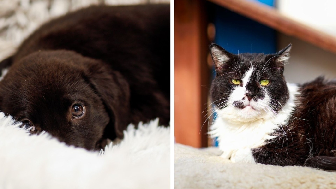 Elbląg, Galeria pod psem i kotem  (Odc.388)