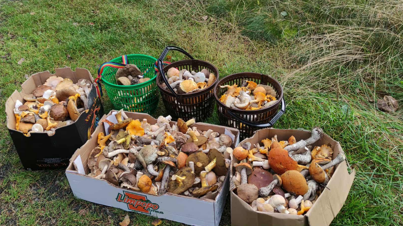 Elbląg, Tegoroczne zbiory Krzysztofa Jaworskiego w Borach Tuchlskich, Elbląg, Tegoroczne zbiory Krzysztofa Jaworskiego w Borach Tuchlskich,