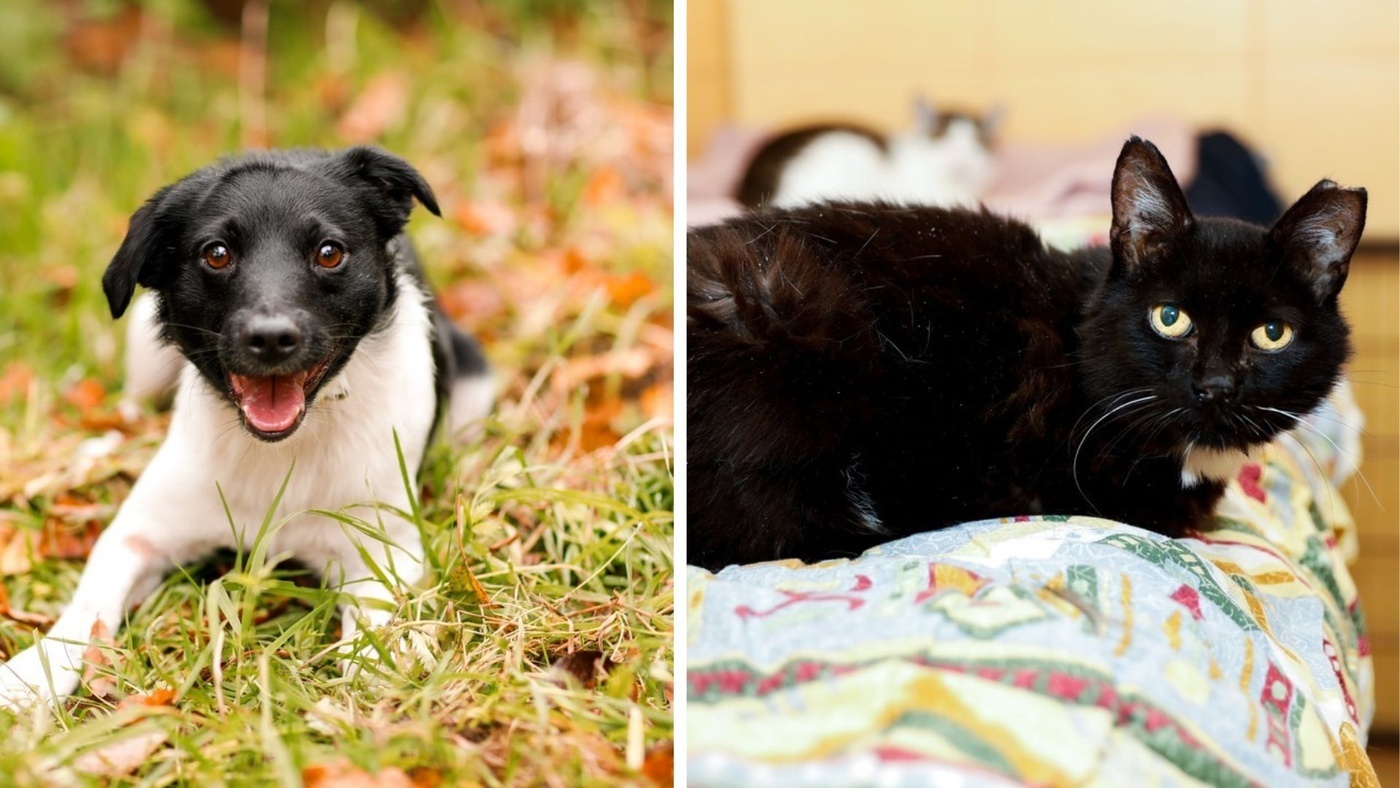 Elbląg, Galeria pod psem i kotem (Odc.389) Elbląg, Galeria pod psem i kotem (Odc.389)