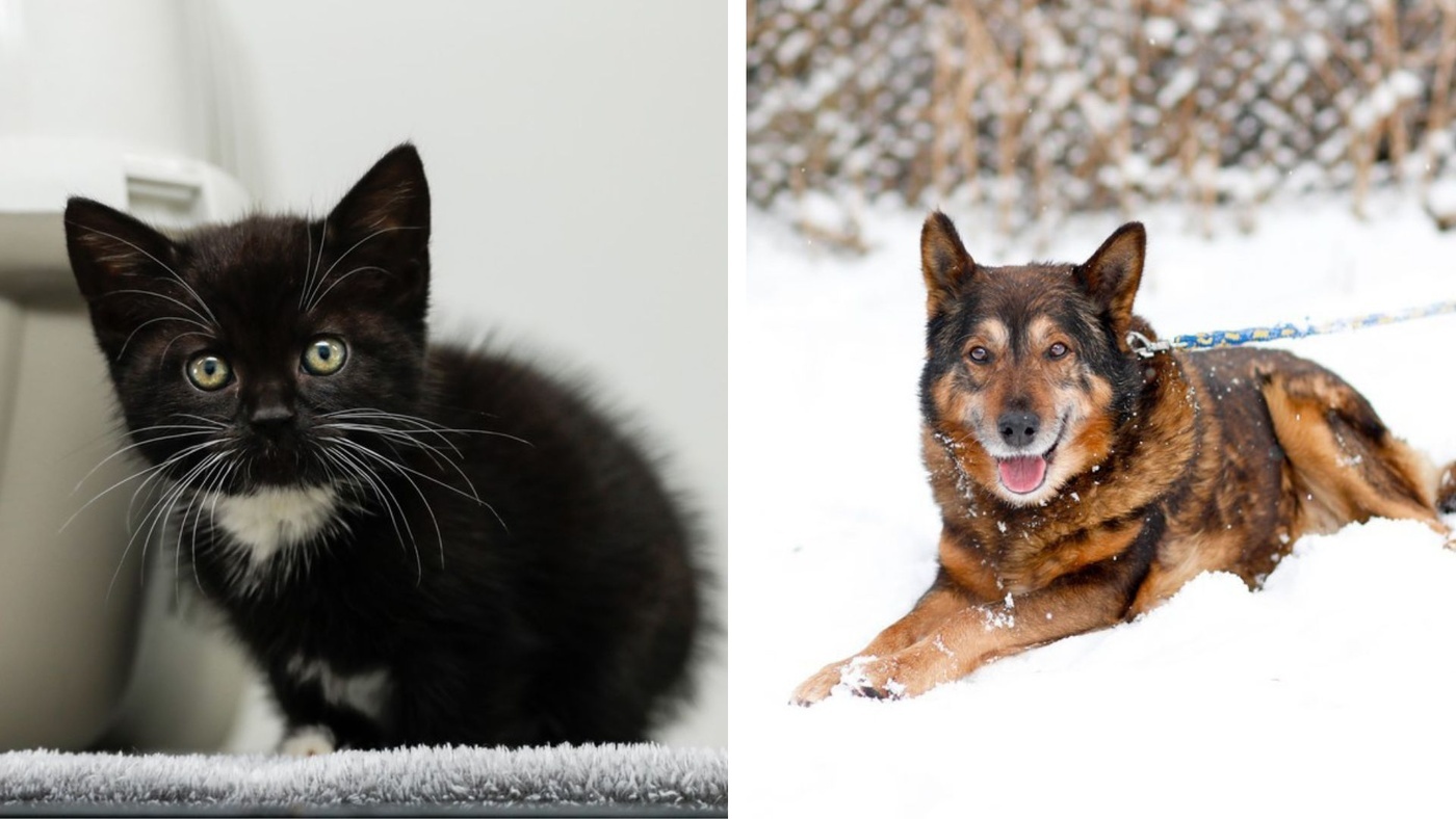 Elbląg, Galeria pod psem i kotem (Odc.390) Elbląg, Galeria pod psem i kotem (Odc.390)