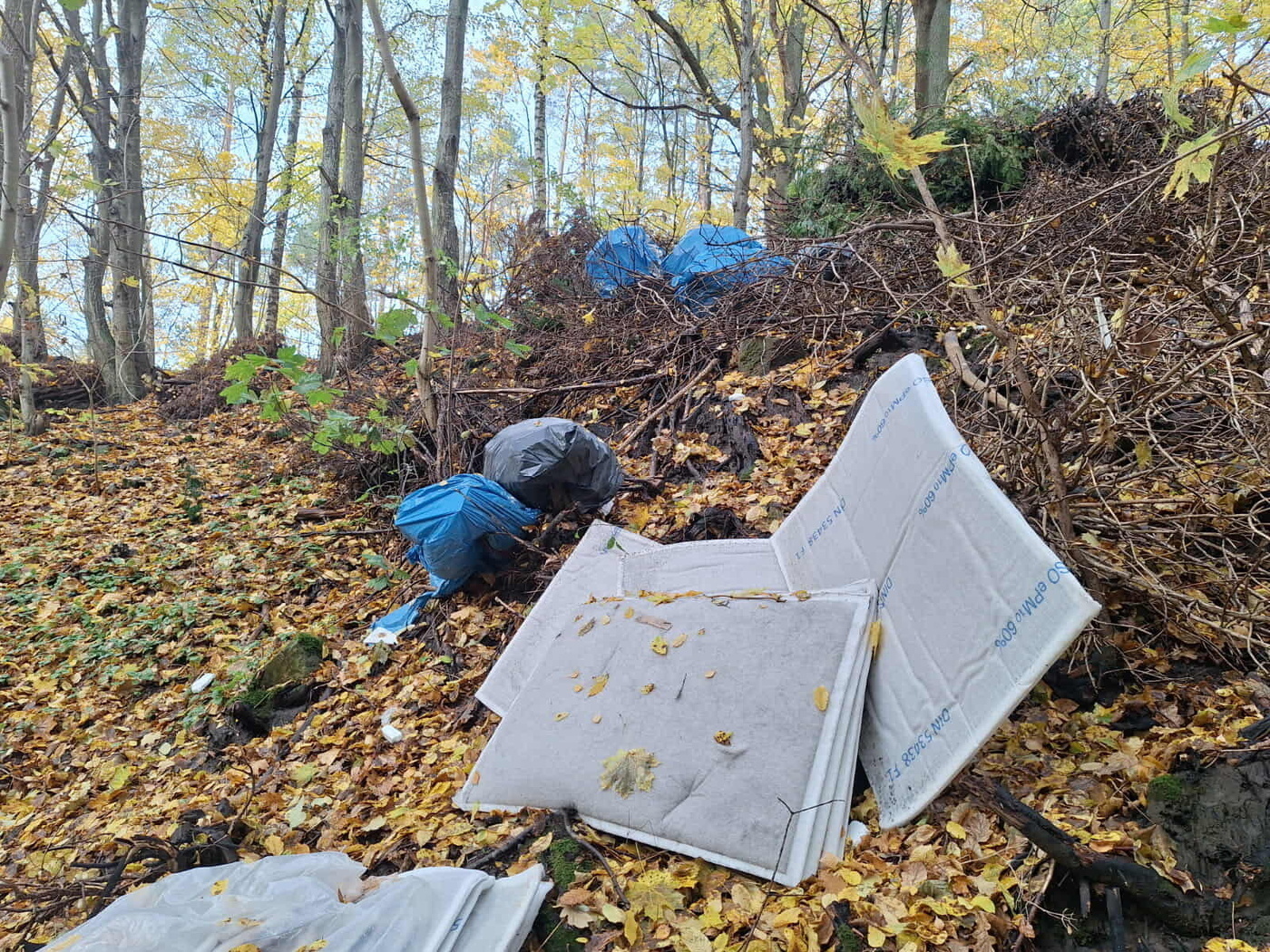 Elbląg, Śmiecił w lesie. Zapłacił mandat i musiał posprzątać