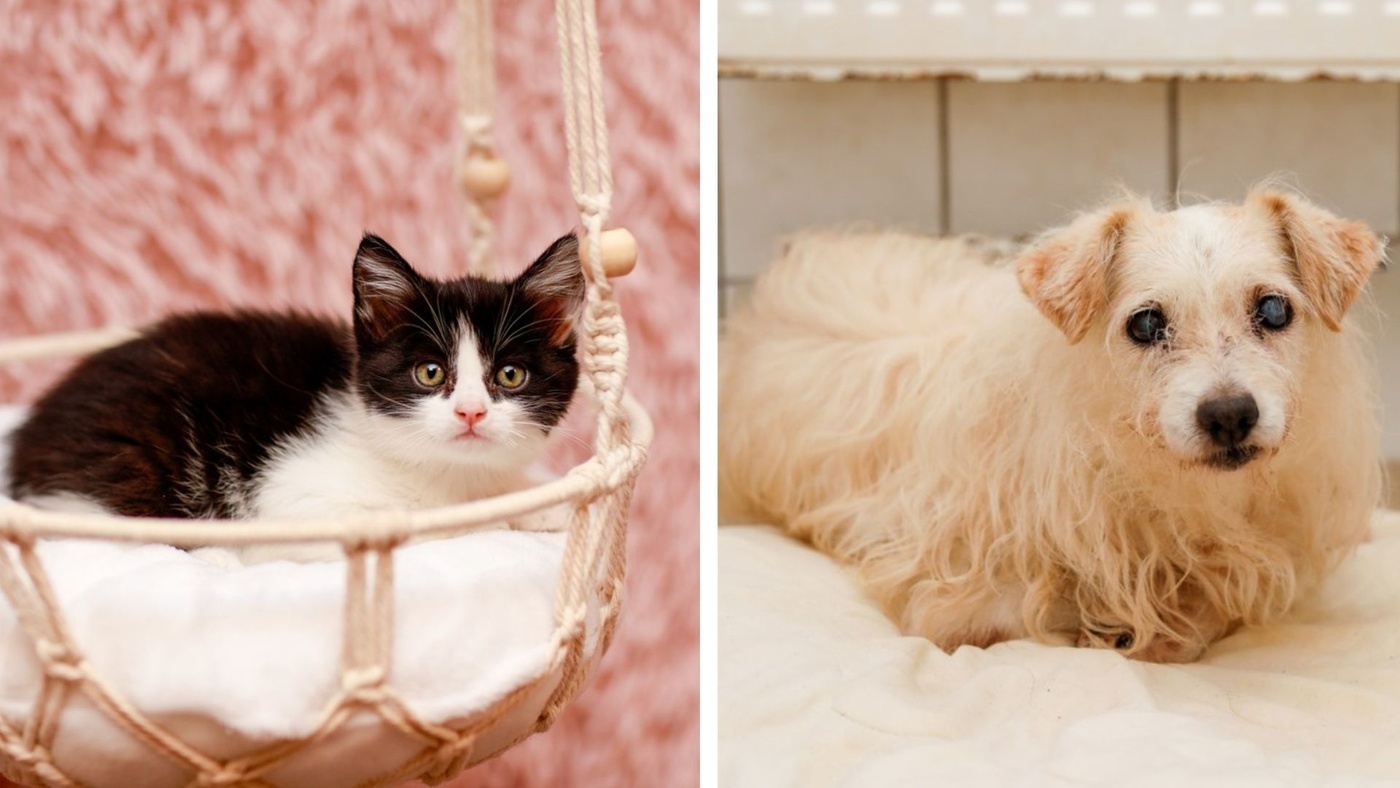 Elbląg, Galeria pod psem i kotem  (Odc.392)