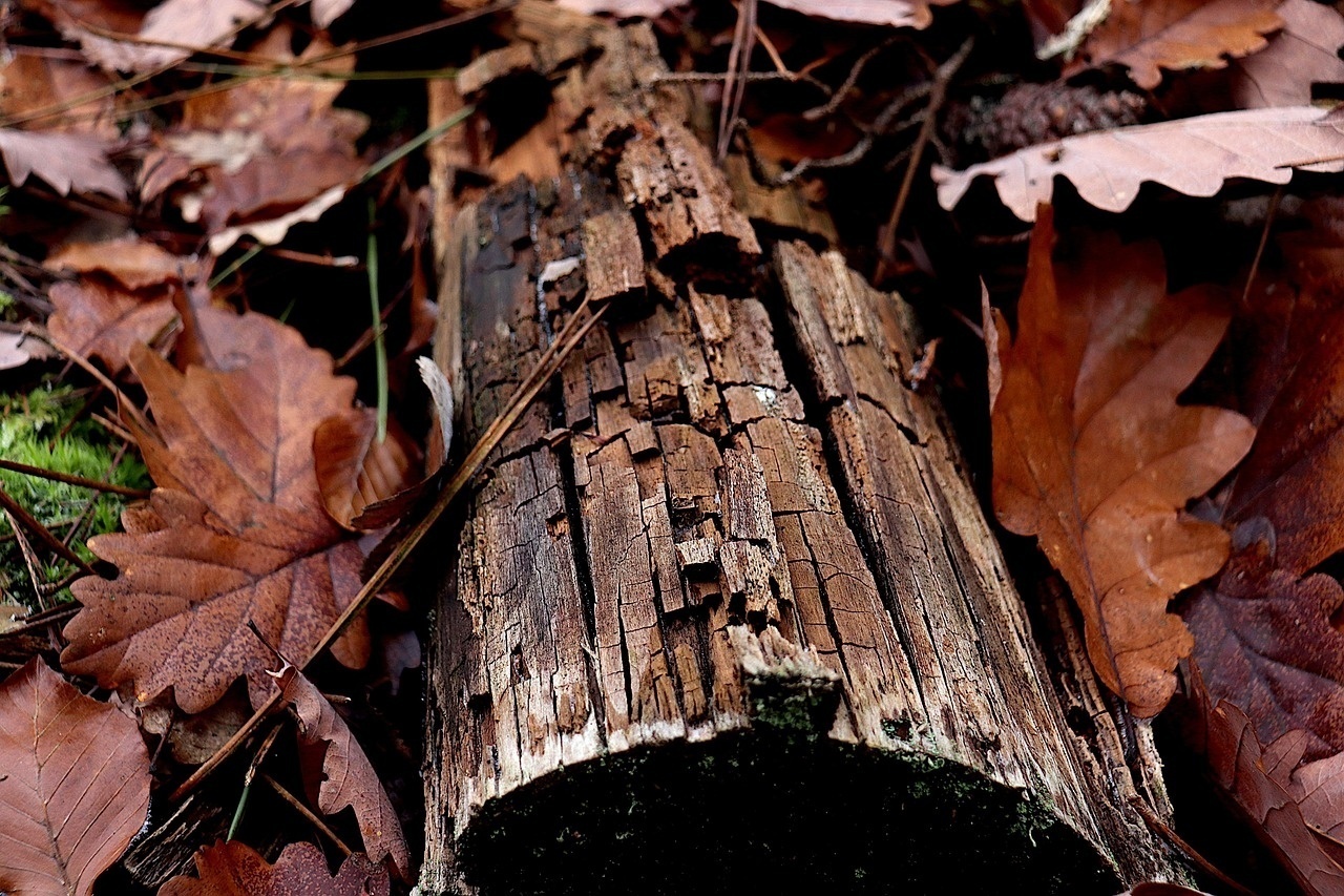 Elbląg, graf. pixabay.com