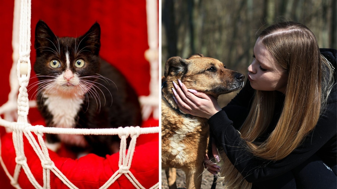 Galeria pod psem i kotem (Odc.395) [ Wiadomości ]