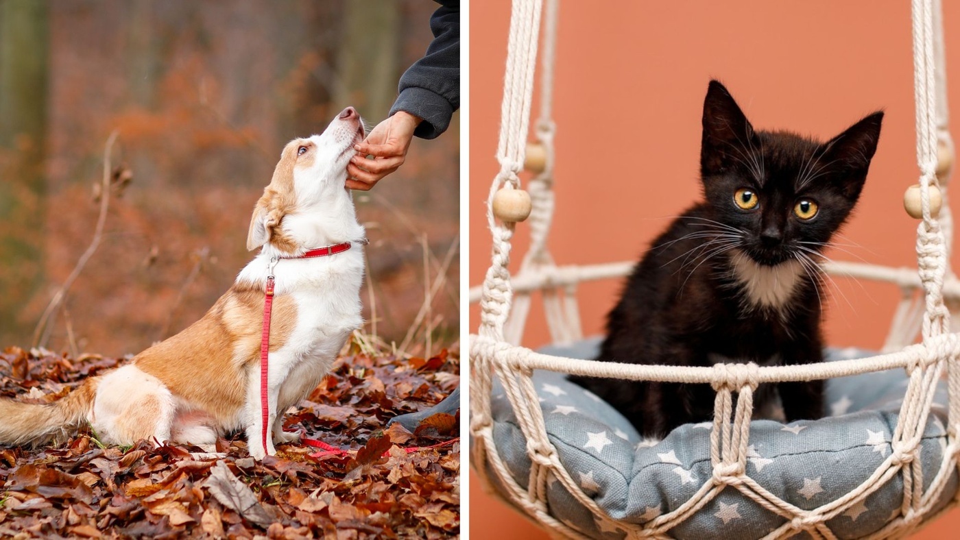 Elbląg, Galeria pod psem i kotem (Odc.397)