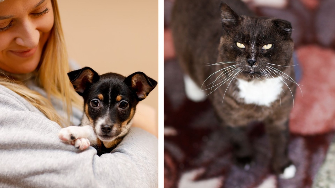 Elbląg, Galeria pod psem i kotem (Odc.399)