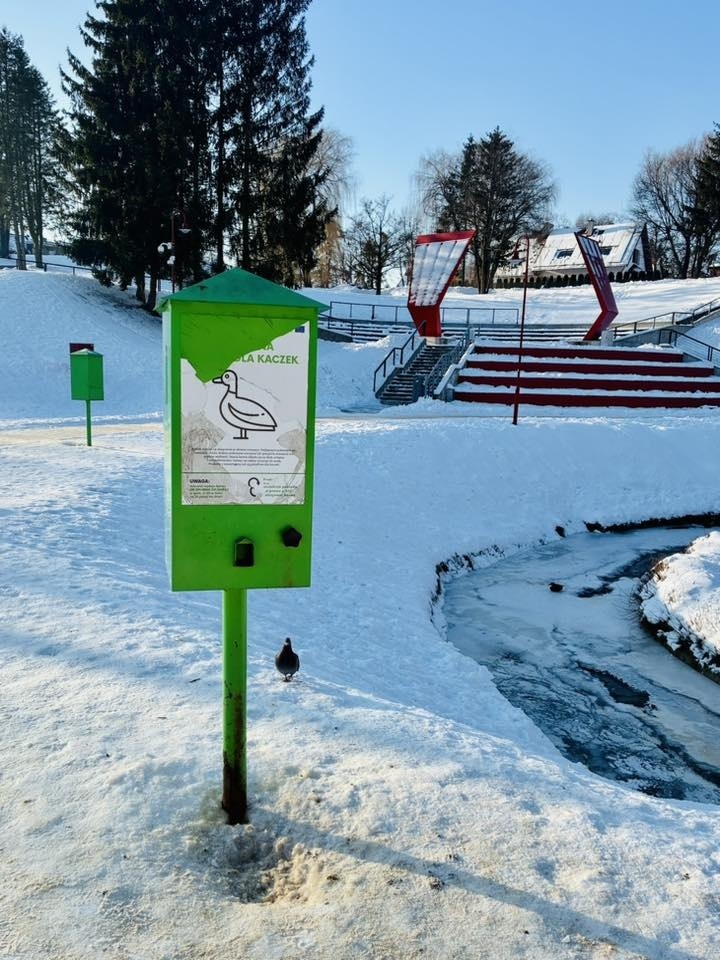 Elbląg, Jak to z karmieniem kaczek bywa Elbląg, Jak to z karmieniem kaczek bywa