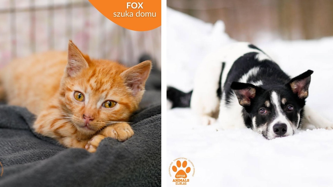 Galeria pod psem i kotem (Odc.401) [ Wiadomości ]