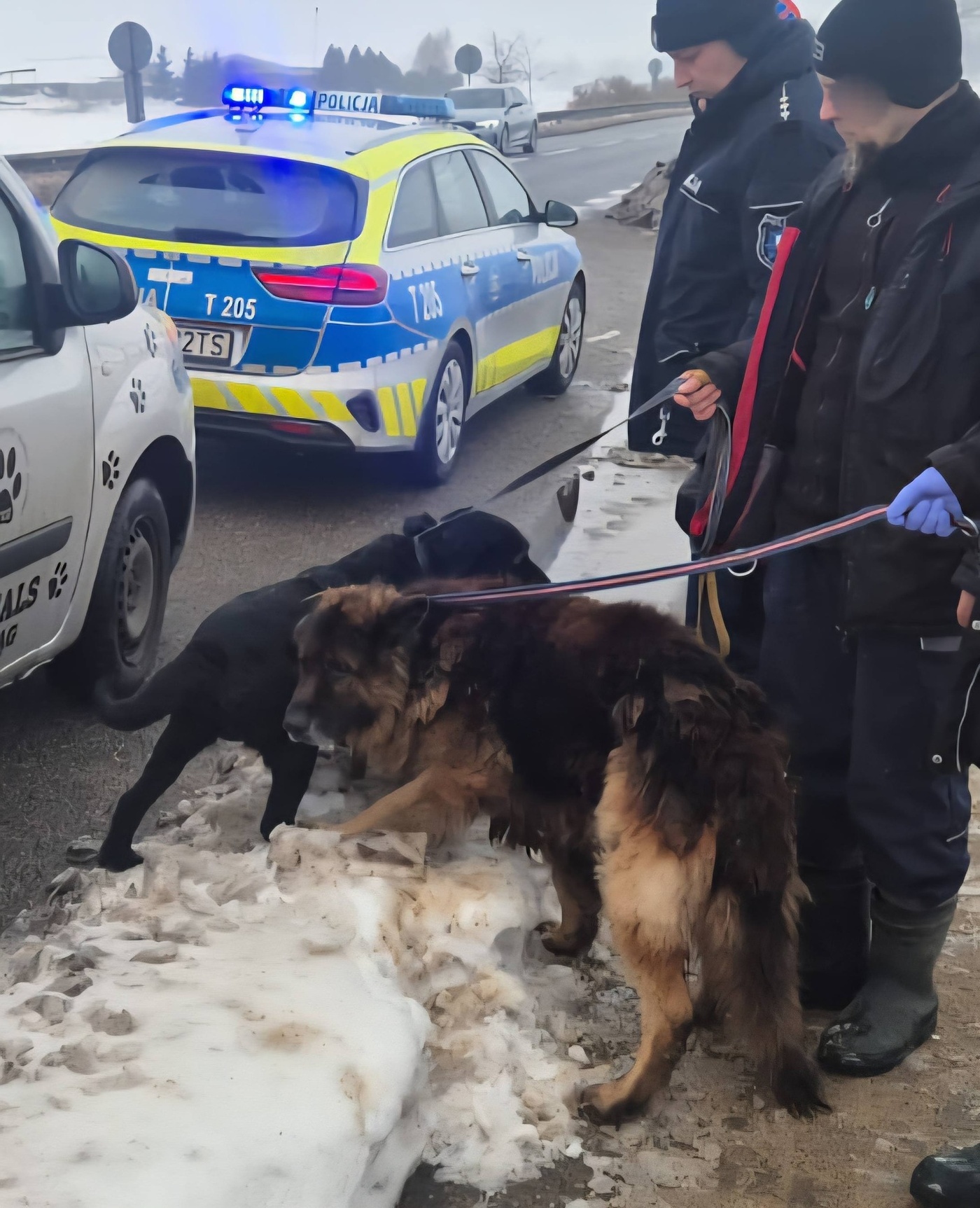 Porzucone psy trafiły do schroniska [ Prawo i porządek ]