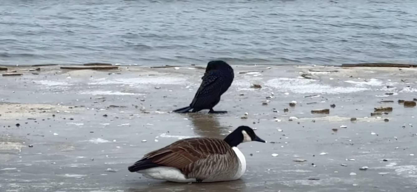 Ptasia grypa nad Bałtykiem [ Prasówka ]