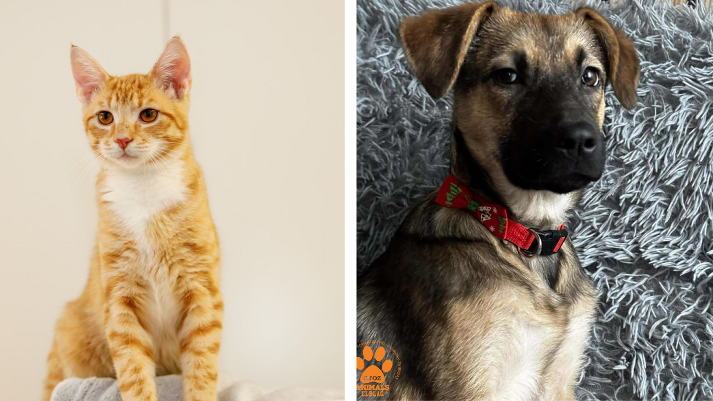 Elbląg, Galeria pod psem i kotem (Odc.403)