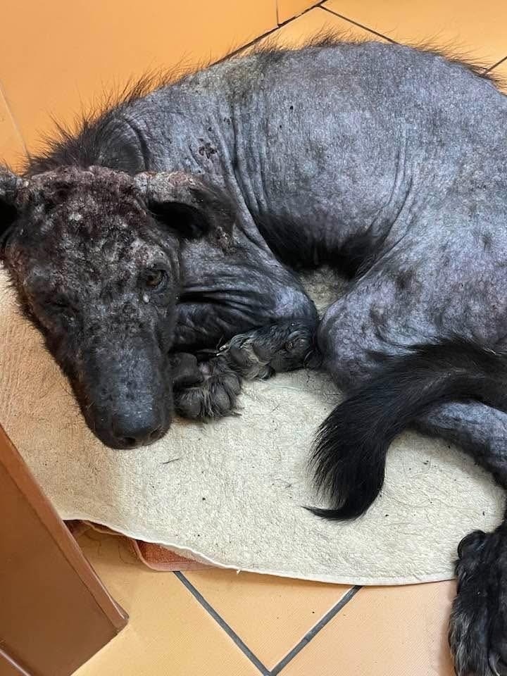 Elbląg, Czy rozpoznajesz tego zaniedbanego psa lub znasz jego właściciela?