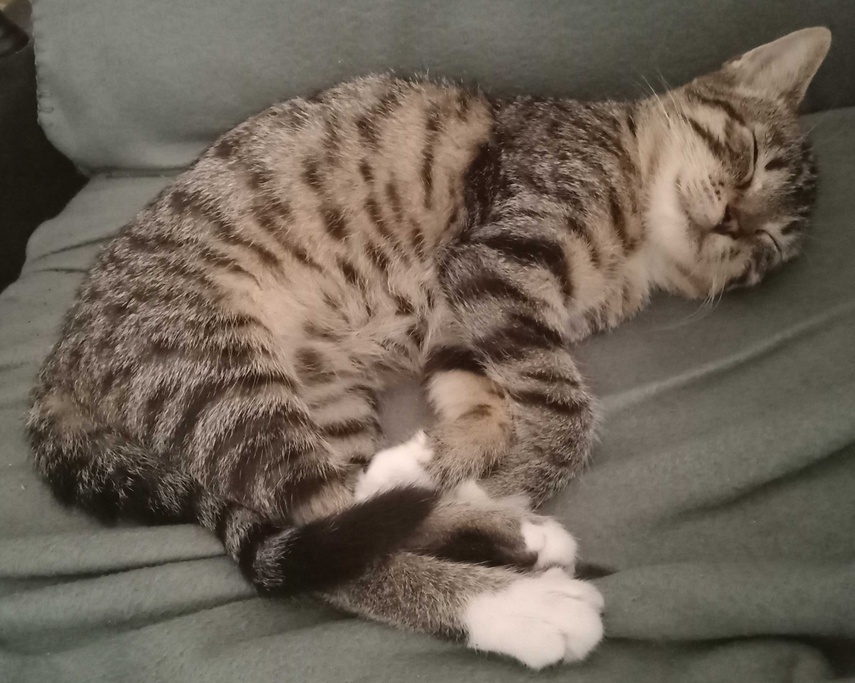 Elbląg, Kotka Leia krótko po adopcji z elbląskiego schroniska,