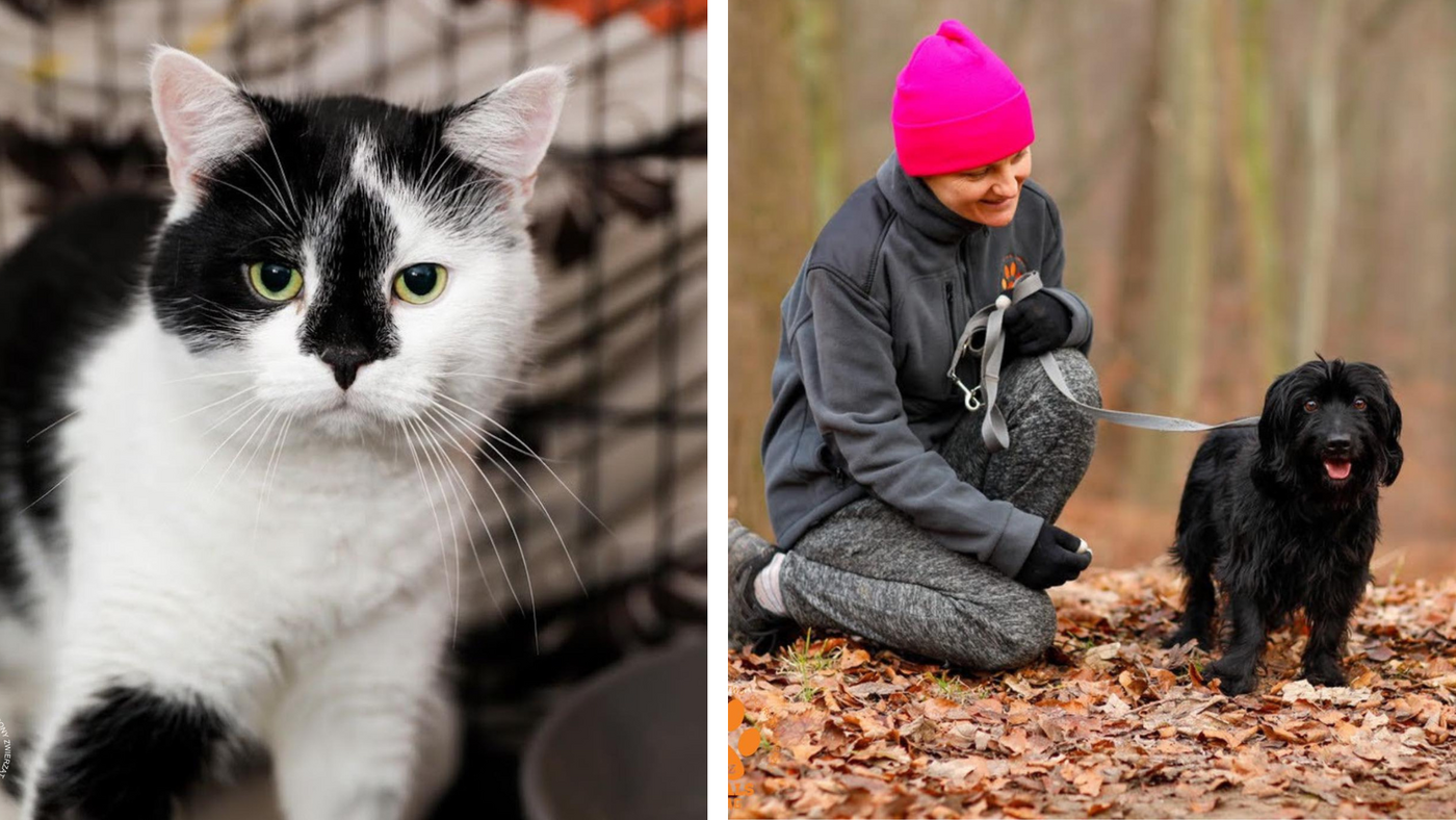 Elbląg, Galeria pod psem i kotem (Odc.404) Elbląg, Galeria pod psem i kotem (Odc.404)