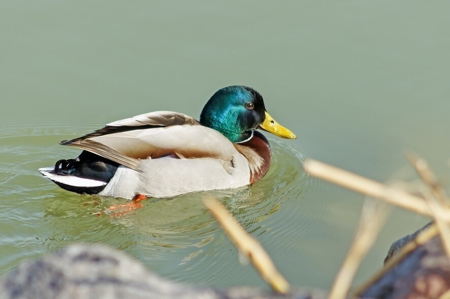 Elbląg, graf. pixabay.com