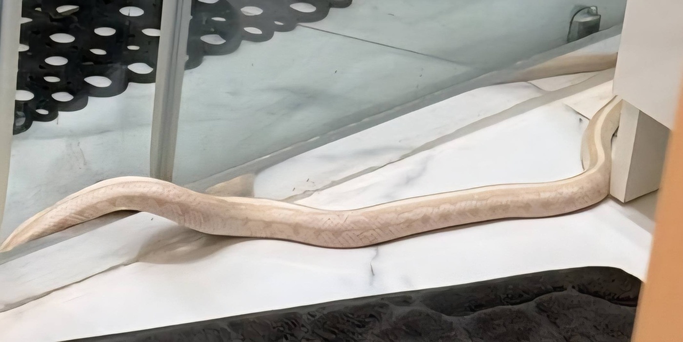 Elbląg, Znalazł węża w łazience. Sprawę wyjaśnia policja