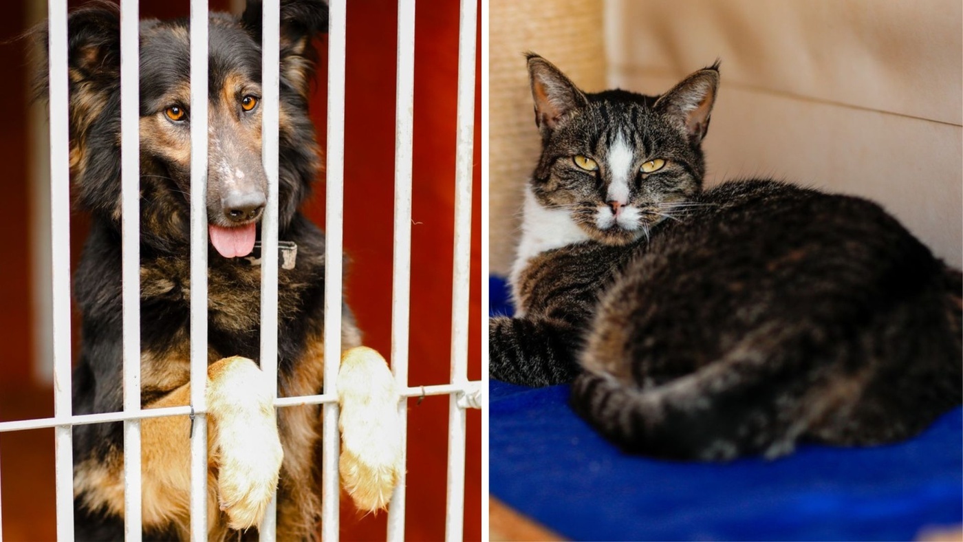 Galeria pod psem i kotem (Odc.410) [ Wiadomości ]