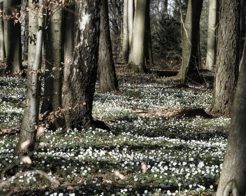 Elbląg, Zdjęcie z konkursu Fotka Miesiąca