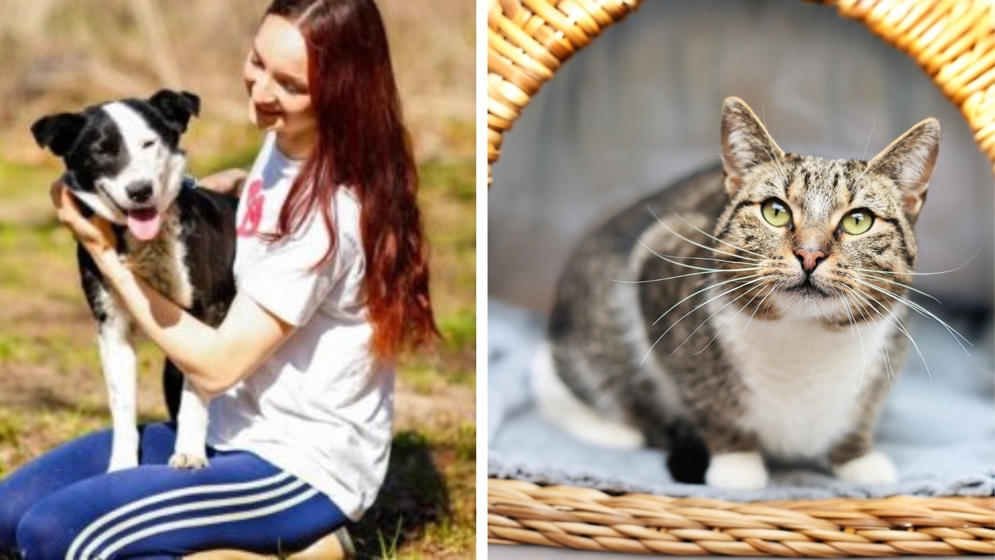 Elbląg, Galeria pod psem i kotem (Odc.412)