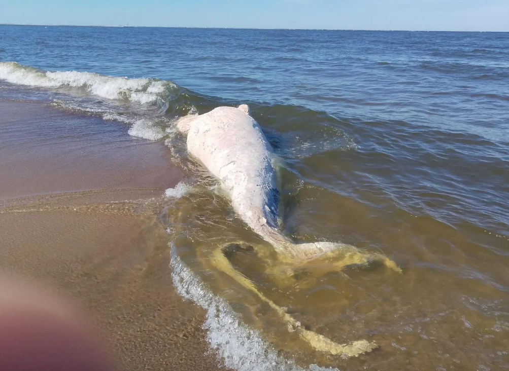 Elbląg, Martwy wieloryb na plaży. Pobrano próbki DNA do badań Elbląg, Martwy wieloryb na plaży. Pobrano próbki DNA do badań