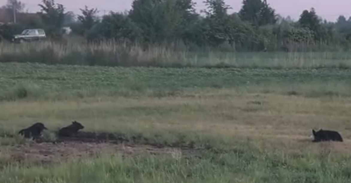 Jeden dziki pies odłowiony, niedługo kolejne próby (Wracamy do tematu) [ Społeczeństwo ]