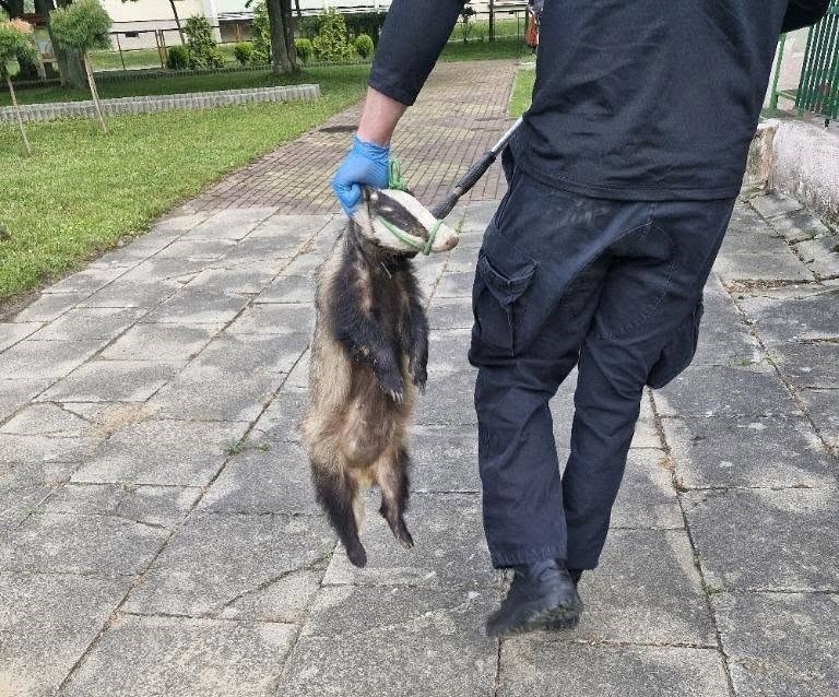 Elbląg, Niecodzienny gość w żłobku Elbląg, Niecodzienny gość w żłobku