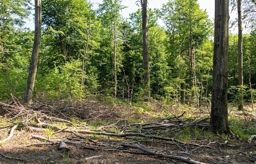 Elbląg, Lasy Nadleśnictwa Elbląg będą pełniły funkcję obronną Elbląg, Lasy Nadleśnictwa Elbląg będą pełniły funkcję obronną