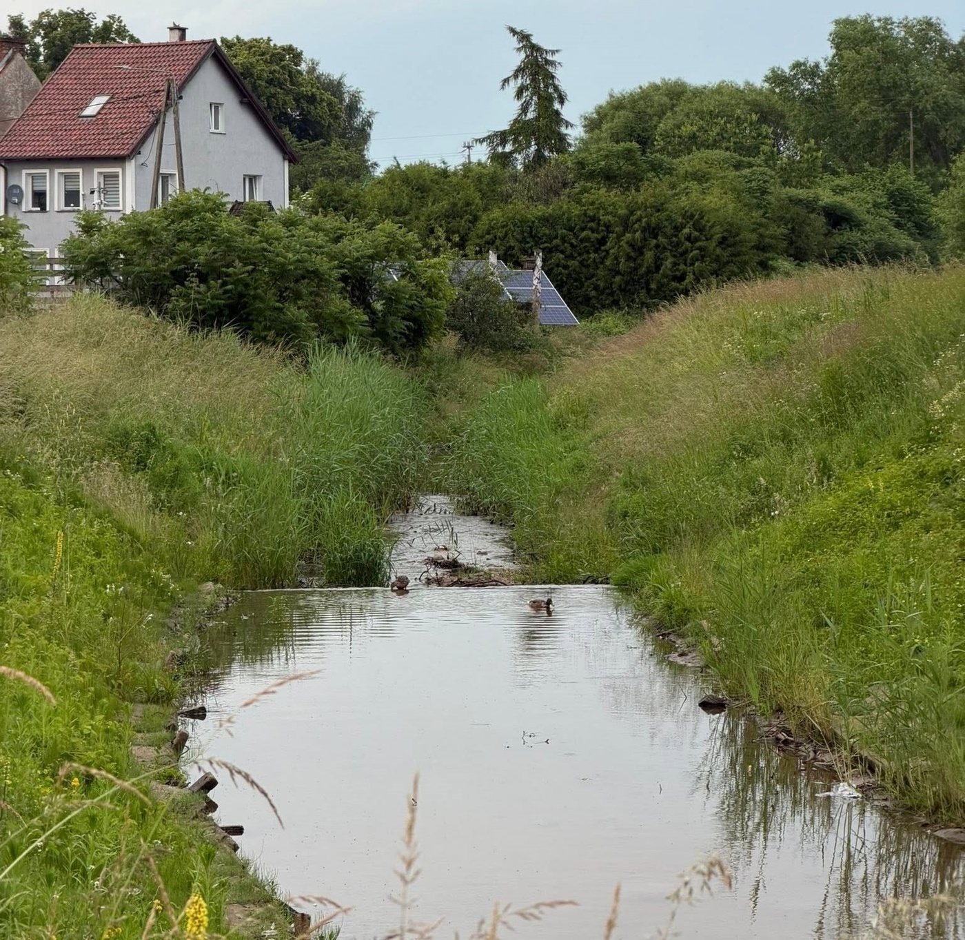 Elbląg, Rzeka Stradanka, czerwiec 2026 r, Elbląg, Rzeka Stradanka, czerwiec 2026 r,