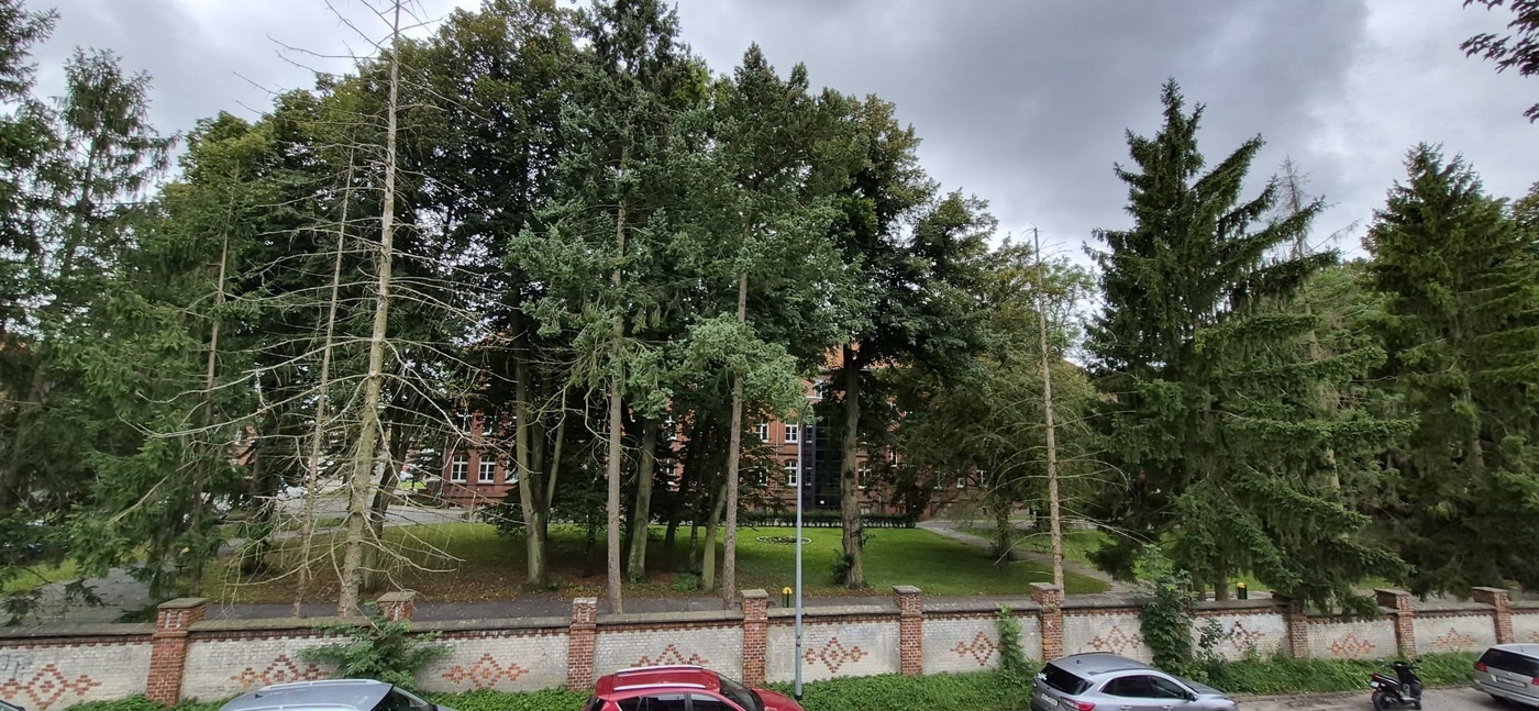 Elbląg, Suchych drzew, co widać na zdjęciu nadesłanym przez Czytelników, jest  przy ul Prusa co najmniej kilka