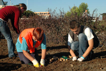 Elbląg, Żonkilowa nadzieja